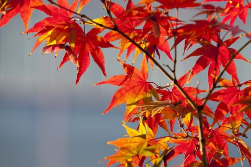 maple leaf autumn leaves autumn