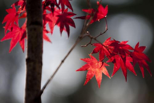 maple leaf autumn leaves autumn