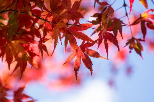 maple leaf blue day autumn