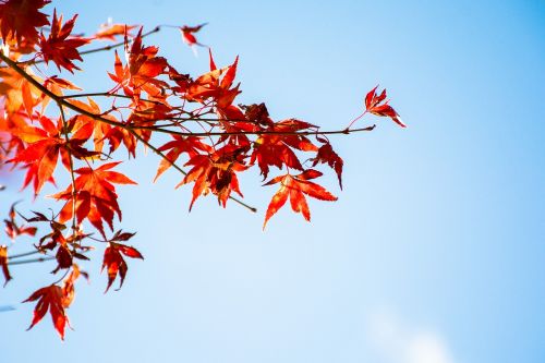 maple leaf blue day autumn