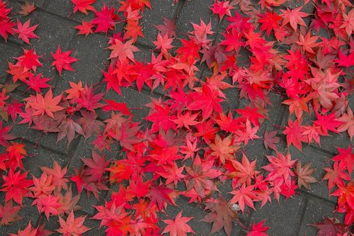 maple leaf  autumn  autumn leaves