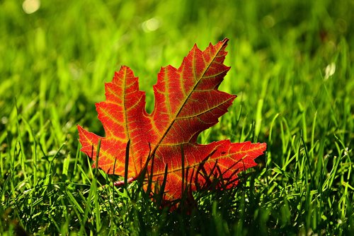 maple leaf  fall  leave