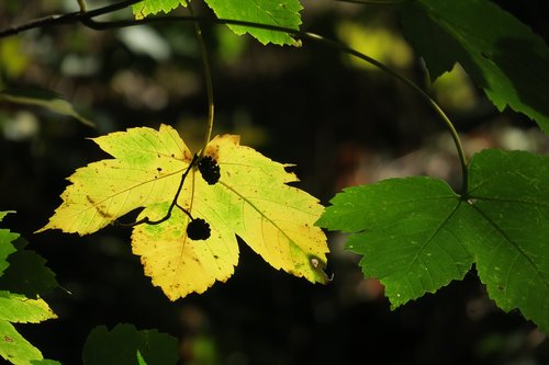 maple leaf  yellow  autumn