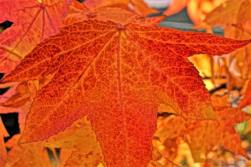 maple leaf  leaf  maple