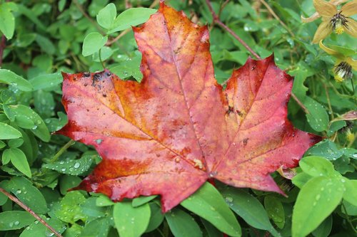 maple leaf  autumn  fall foliage