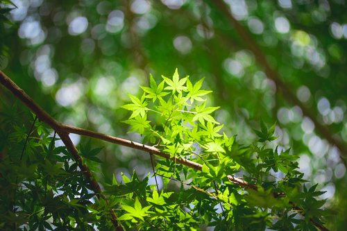 maple leaf  autumn leaves  wood