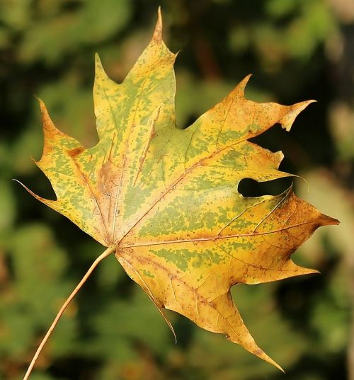 maple leaf leaf autumn