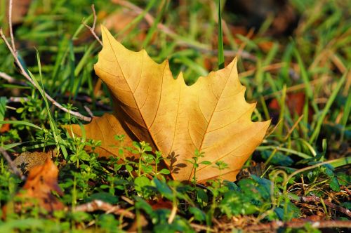 maple leaf autumn leaves