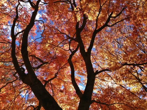 maple leaf tree landscape