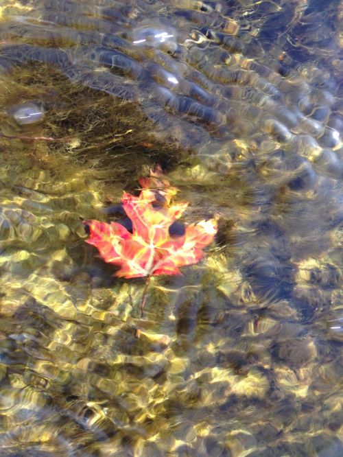 maple leaf water nature
