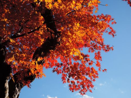 maple leaf autumn temple of stillness and light is