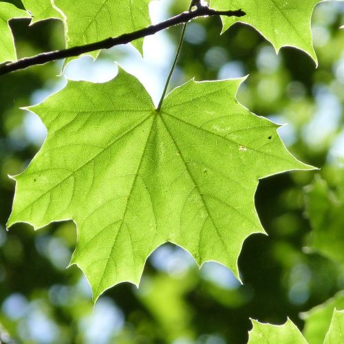maple leaf leaf light
