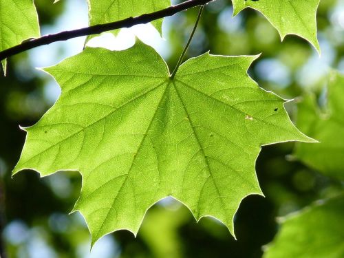 maple leaf green maple