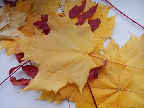 maple leaf autumn leaves