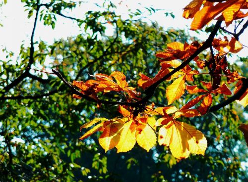 maple leaf beech leaves colored leaves