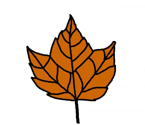 Maple Leaf Illustration
