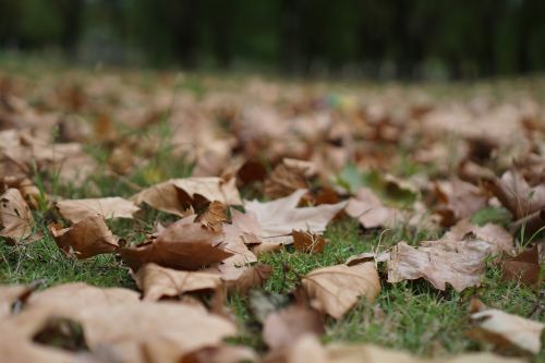 maple leaf leaves autumn yellow