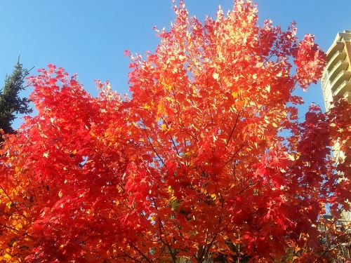maple leafe colour nature
