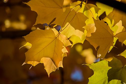maple leafs autumn tree