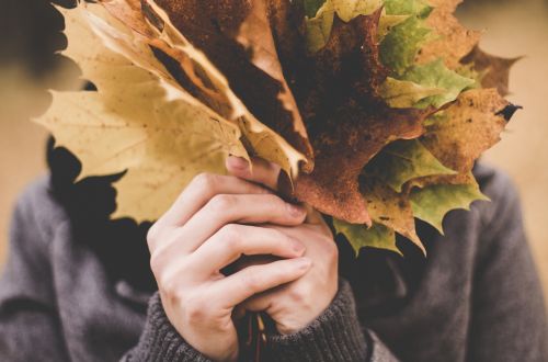 maple leaves person holding