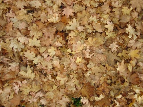 maple leaves leaves autumn