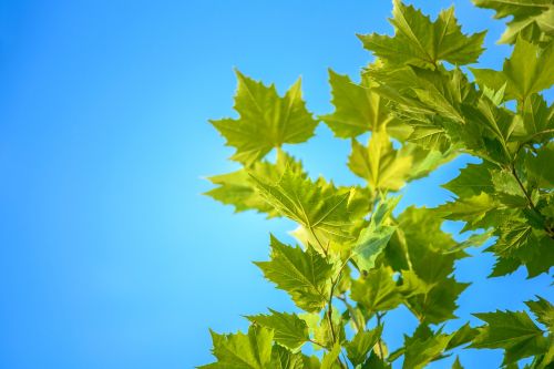 maple leaves blue sky summer