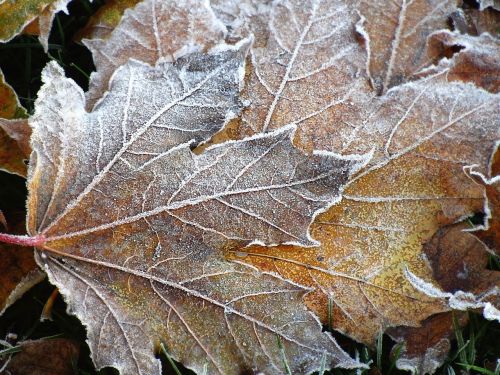 maple leaves frost nature