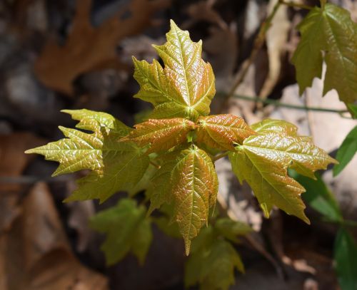 maple leaves sapling new