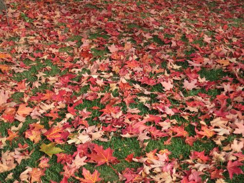 maple leaves autumn nature