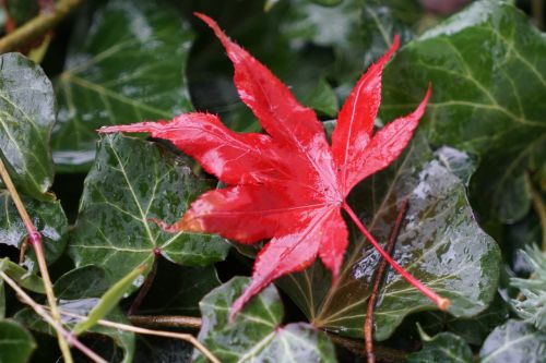 maple leaves fall foliage leaves