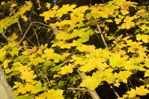maple leaves golden october