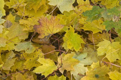 maple leaves forest floor golden