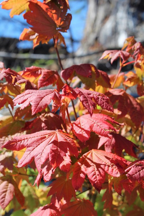 maple leaves  fall  autumn