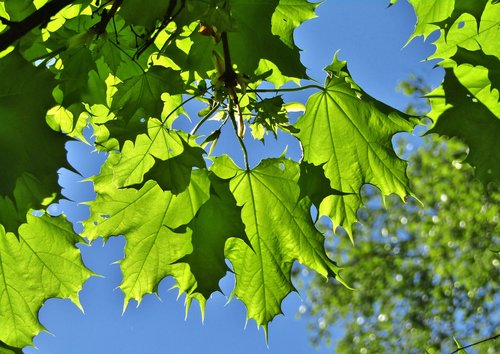 maple leaves  leaves  shadow