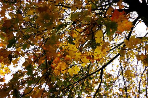 maple leaves maple autumn