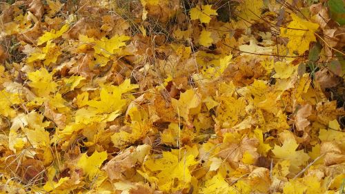 maple leaves autumn leaves