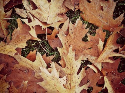maple leaves autumn leaves