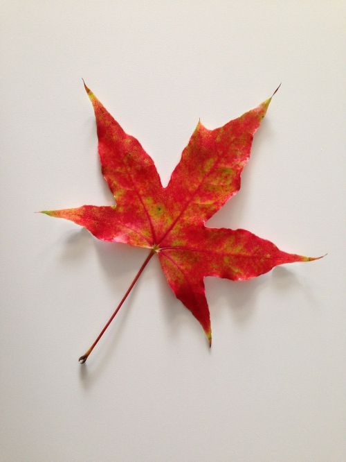 maple leaves autumn plant