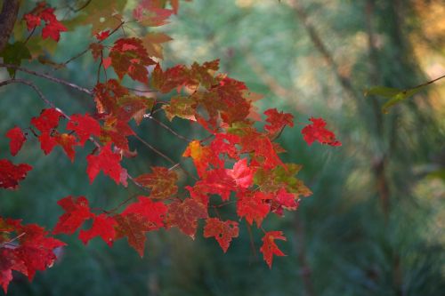 maple leaves fall autumn