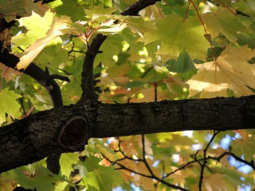 maple leaves maple branch