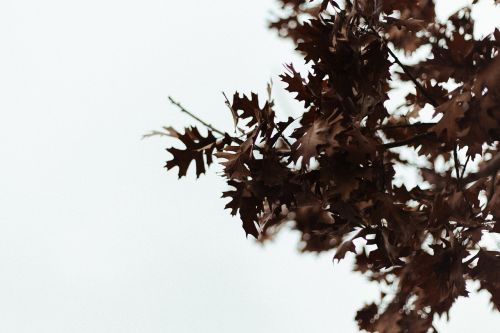 maple leaves tree branch