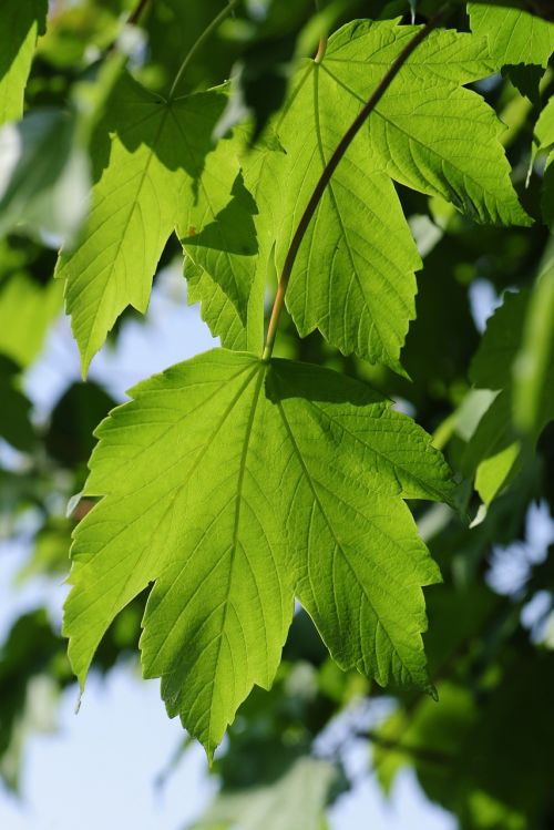 maple leaves green leaves