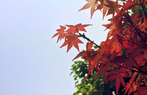 maple leaves autumn film