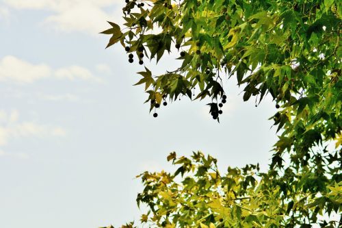 Maple Leaves And Round Seeds