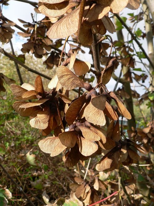 maple seeds fluegelfruechte autumn