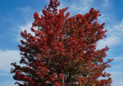 maple tree leaves maple leaves