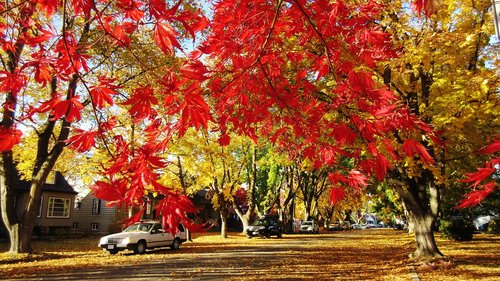 maple tree  red leaf  fall