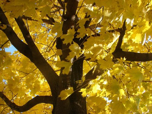 maple tree fall autumn