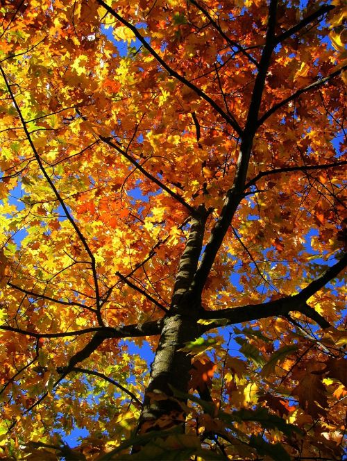 maple tree autumn maple