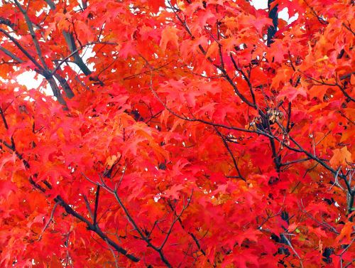 Maple Tree Leaves In Autumn